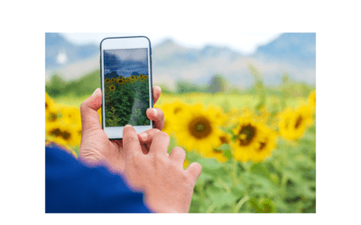 iphone-fotos-zonnebloem iphone-fotos-zonnebloem